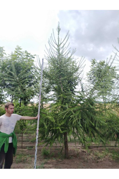 Модрина європейська 